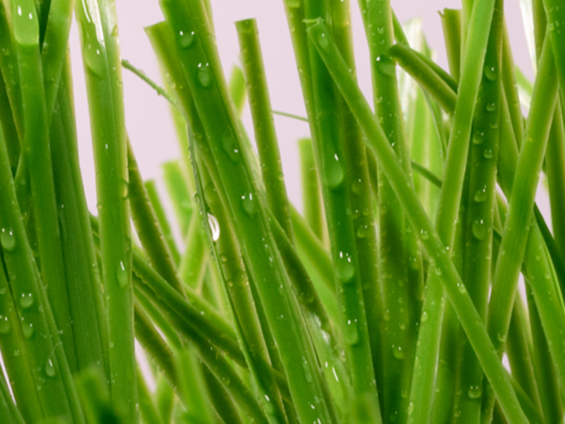 Sword-shaped (Diamond/Rhombus-shaped) Artificial Turf