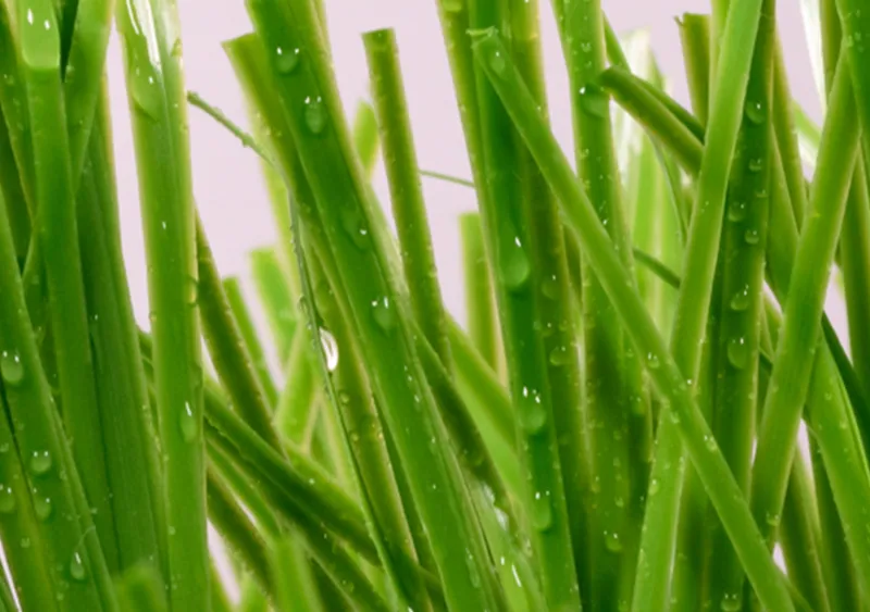 Sword-shaped (Diamond/Rhombus-shaped) Artificial Turf
